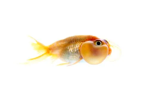 Bubble eyes Stock Photos