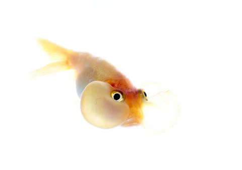 Bubble eyes Stock Photos