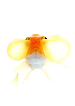 Bubble eyes Stock Photos