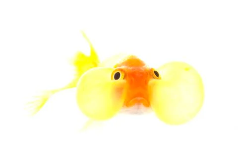 Bubble eyes Stock Photos