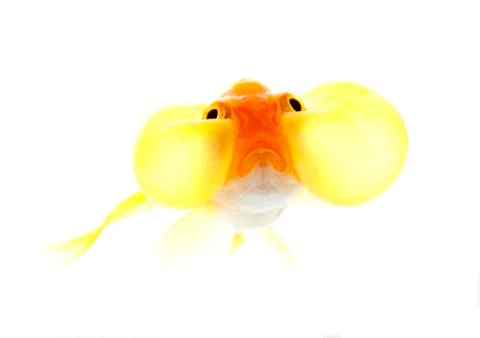 Bubble eyes Stock Photos