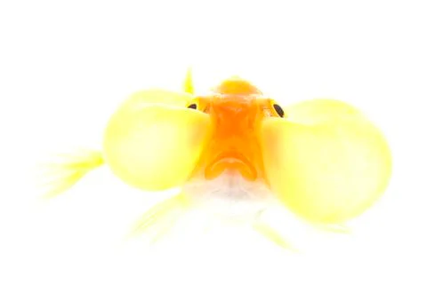 Bubble eyes Stock-Fotos
