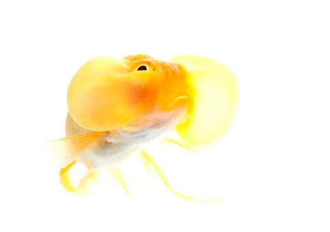 Bubble eyes Stock Photos