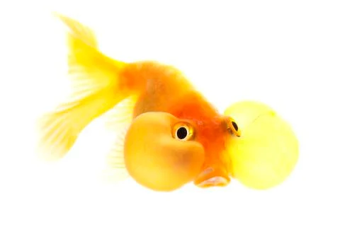 Bubble eyes Stock Photos