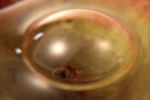 Bubble Stock-Footage 1443117