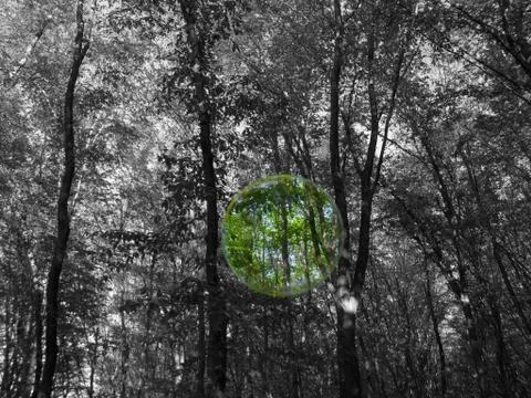 Bubble in the forest Stock Photos