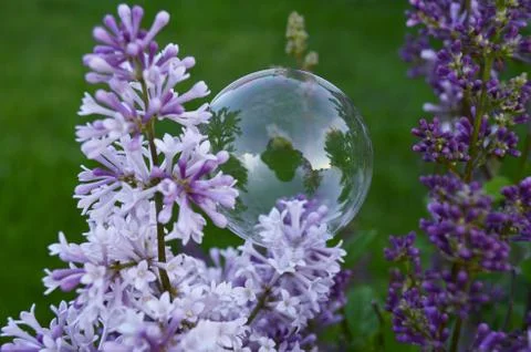 Bubble on a garden flower Stock Photos