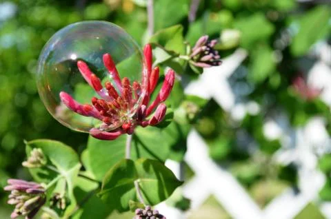 Bubble on a garden flower Stock Photos