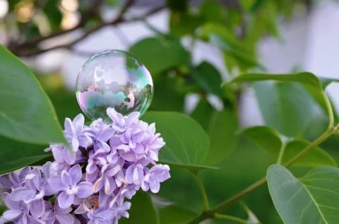 Bubble on a garden flower Stock Photos