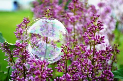 Bubble on a garden flower Stock Photos