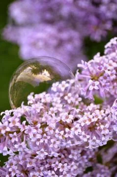 Bubble on a garden flower Stock Photos