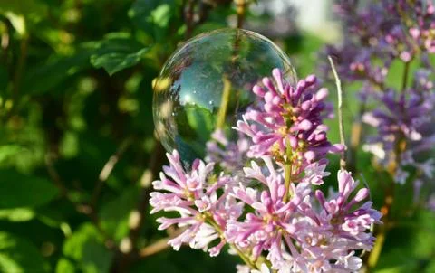 Bubble on a garden flower Stock Photos
