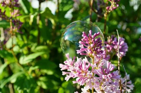 Bubble on a garden flower Stock Photos