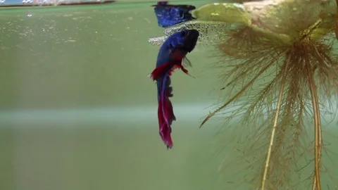 Bubble nest is being built by fish. Stock Footage 77745326
