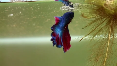 Bubble nest is being built by fish. Stock Footage 77745332