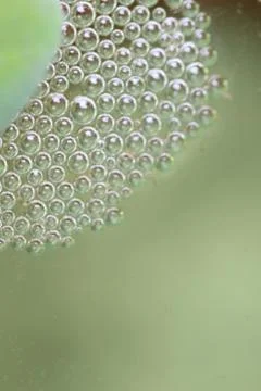 Bubble nest is made by biting fish. Stock Photos