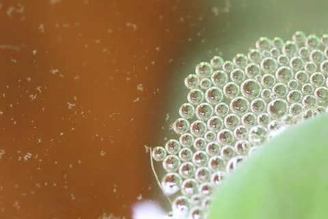 Bubble nest is made by biting fish. Stock Photos