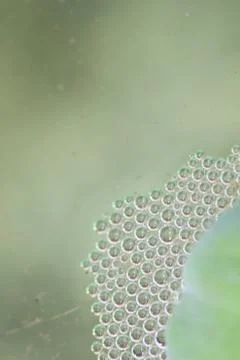 Bubble nest is made by biting fish. 스톡 사진