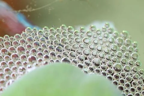 Bubble nest is made by biting fish. Foto stock