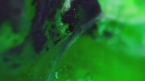 Bubble oil glitter fluid green black dust stain Stock Footage 281615067