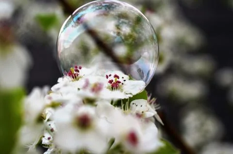 Bubble on a pretty white garden flower Stock Photos