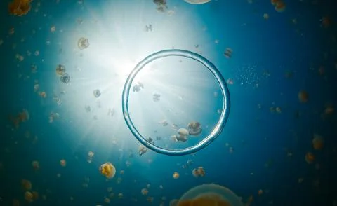 Bubble rig moves in the lake full of jellyfish swimming underwater. West Papua, Stock Photos