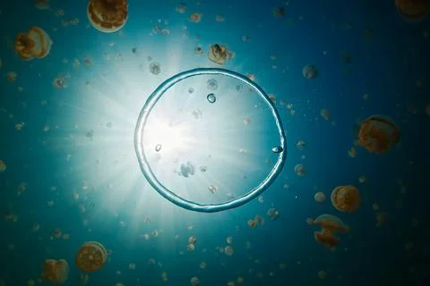 Bubble rig moves in the lake full of jellyfish swimming underwater. West Papua, Stock Photos