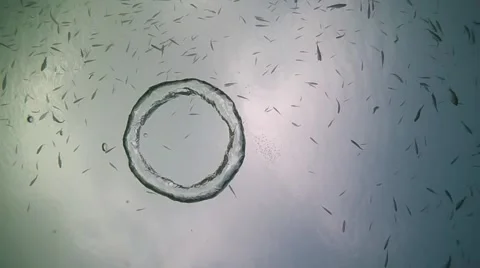 Bubble ring Stock Footage 48239229