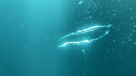 Bubble Rings in a Cenote Stock Footage 200476022