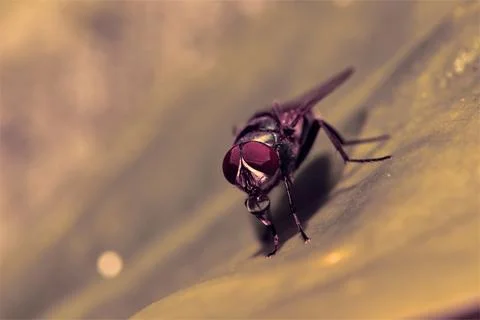 Bubble Ritual: The Mesmerizing Behavior of Chrysomya megacephala Stock Photos