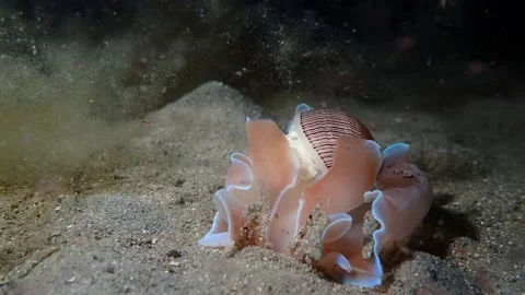 Bubble snail with eggs Stock Footage 233219067