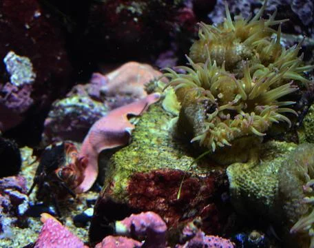 Bubble tip anemone with crab Stock Photos