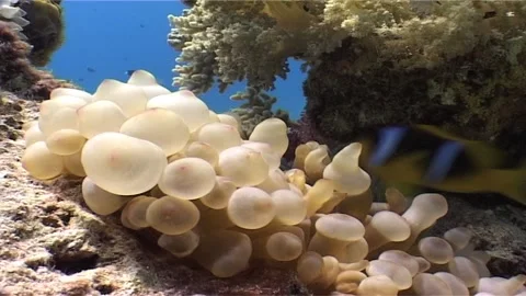 Bubble-tip anemone (Entacmaea quadricolor) Red Sea Stock Footage 299982491