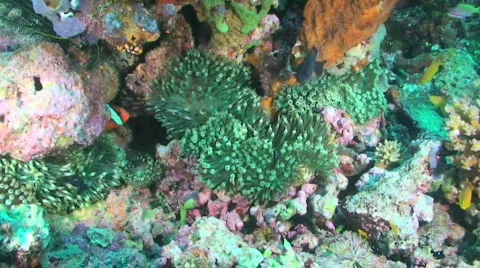 Bubble tip anemone Stock Footage 350875