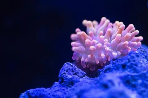 Bubble tip coral anemone Stock Photos
