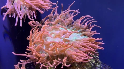 Bubble Tip Sea Anemone Entacmaea quadricolor Waving Pink Tentacles on Reef Rock 스톡 동영상 346984823