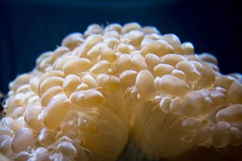 Bubble tip sea anemone Stock Photos