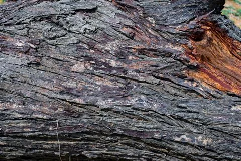 Bubble Tree Wood Pattern Background Texture Image. Stock Photos