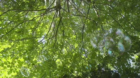 Bubble with Trees Style Option One Stock Footage 147599742