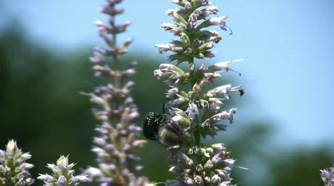 Bubblebee and beetles  Stock Footage 97785