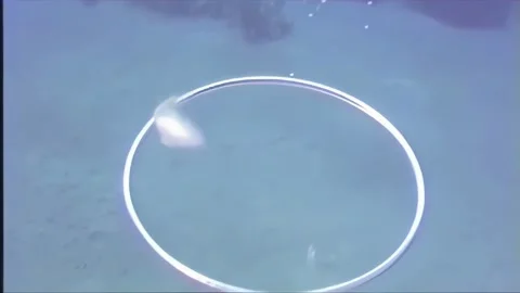 BUBBLES 6 Stock Footage 306532400