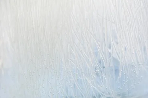 Bubbles abstract of soaking vermicelli Stock Photos