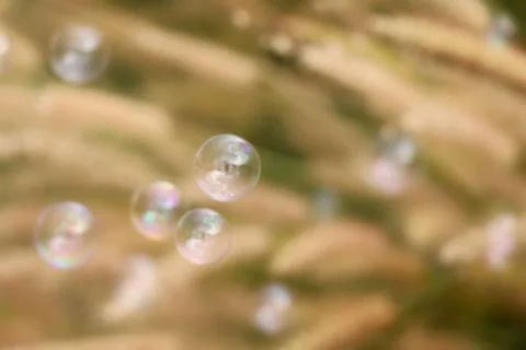 Bubbles and natural Stock Photos