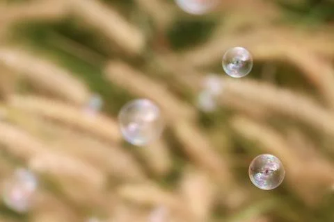 Bubbles and natural Stock Photos