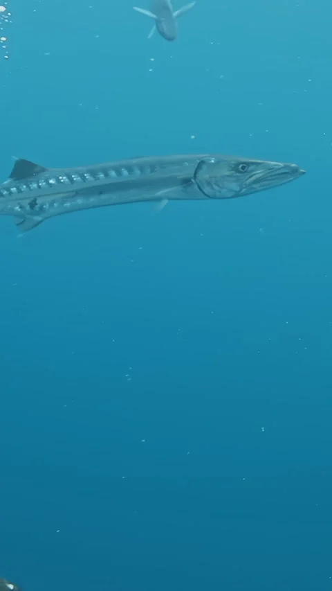 The bubbles are white and the fish is surrounded by blue water Stock Footage 283172340