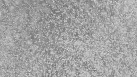 Bubbles Background Stock Footage 151713510