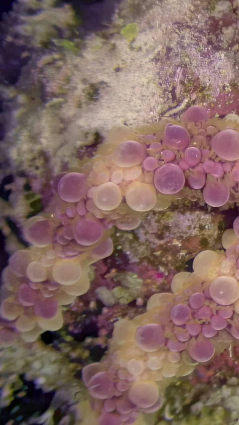 Bubbles bloom beneath surface of the red sea 库存影片 316998071