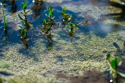 Bubbles on the bottom Stock Photos