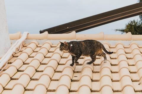 Bubbles the cat explores Albufeira rooftops Stock Photos