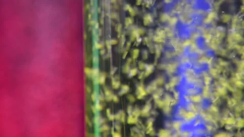 Bubbles in colorful water Stock Footage 253593522